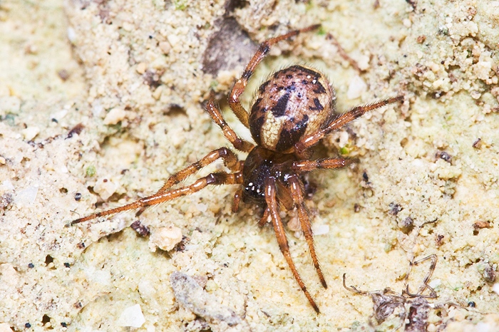 Enoplognatha sp.